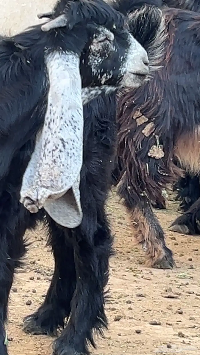 مشروع فحل 0