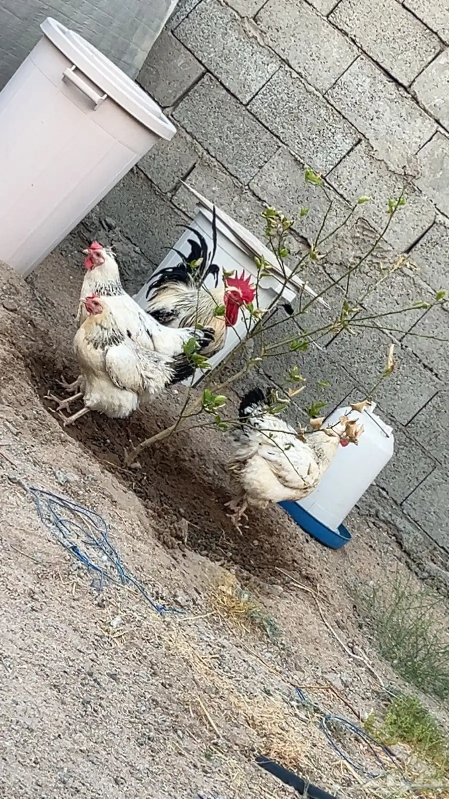دجاج فرنسي 3