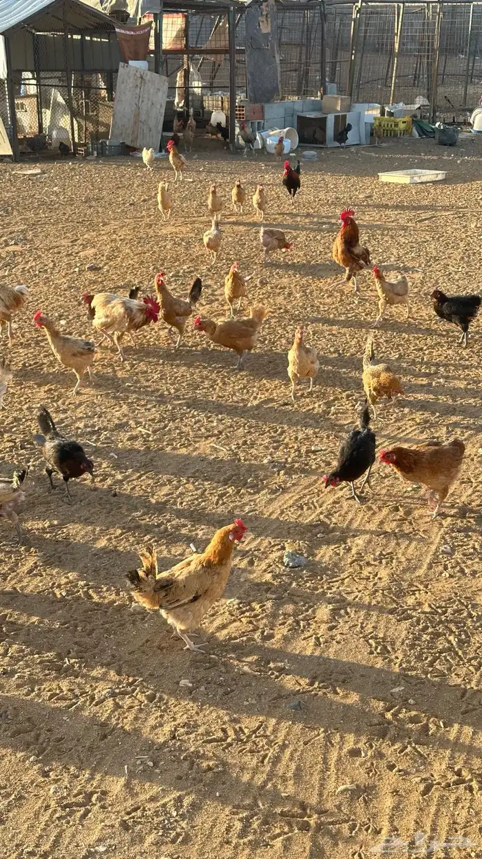 دجاج بلدي بياض تم البيع 1