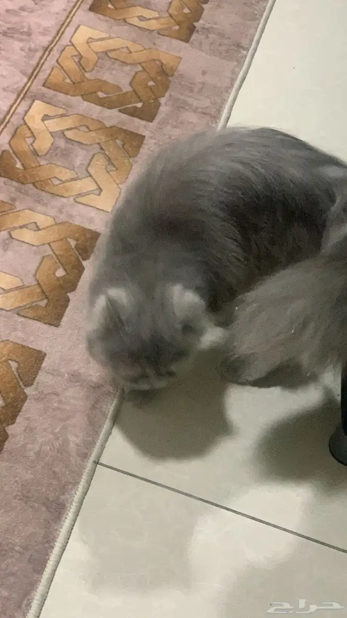 قطه مع أغراض للبيع 1