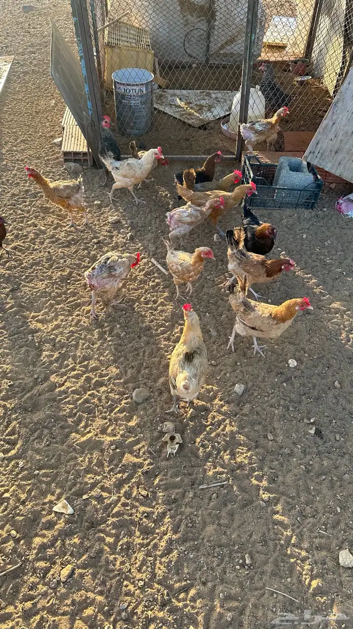 دجاج بلدي بياض تم البيع 5