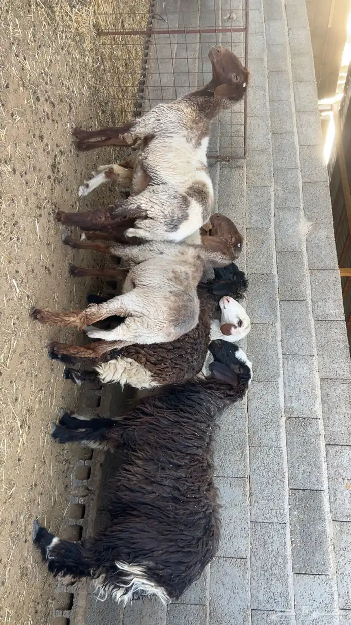 سبع رخال طيبة الزلفي 1