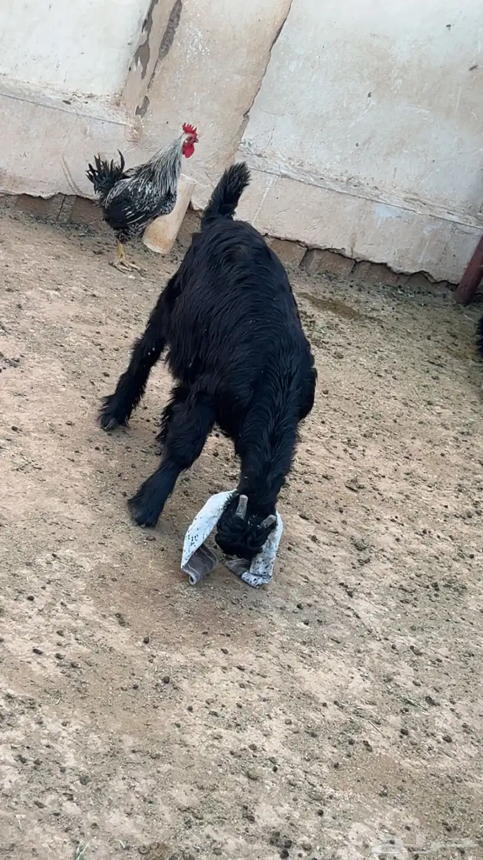 مشروع فحل 1