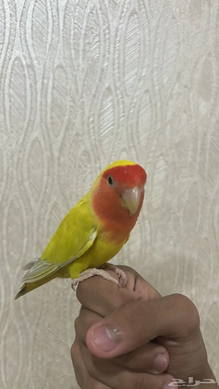 روز اصفر اليف تم البيع 0