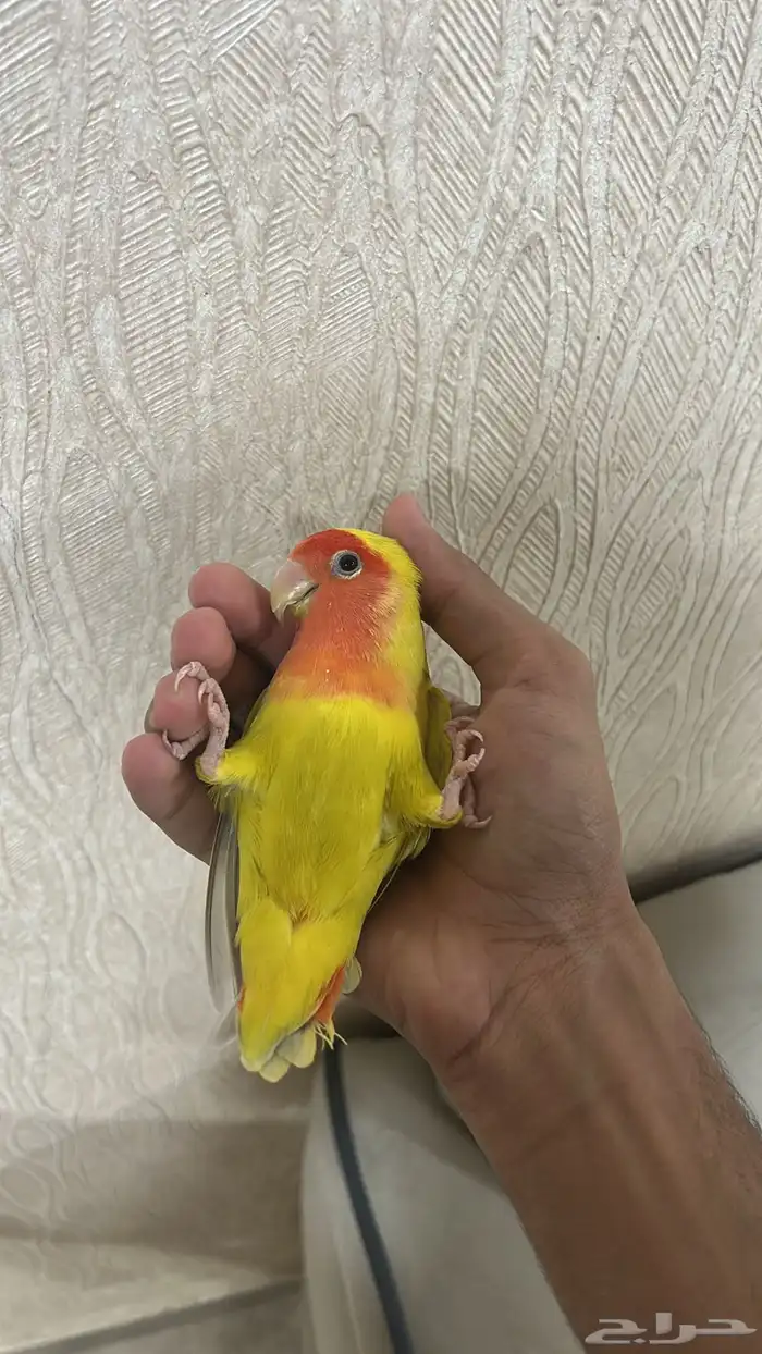 روز اصفر اليف تم البيع 3