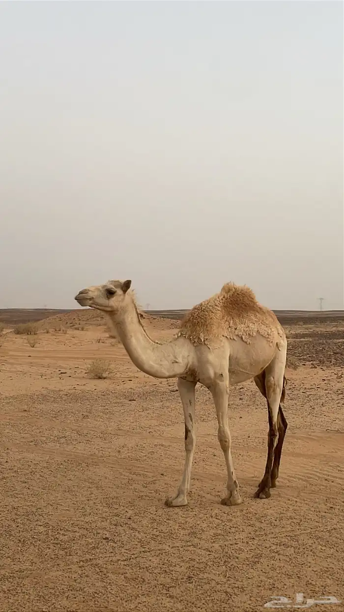 بكره حره صافيه 0