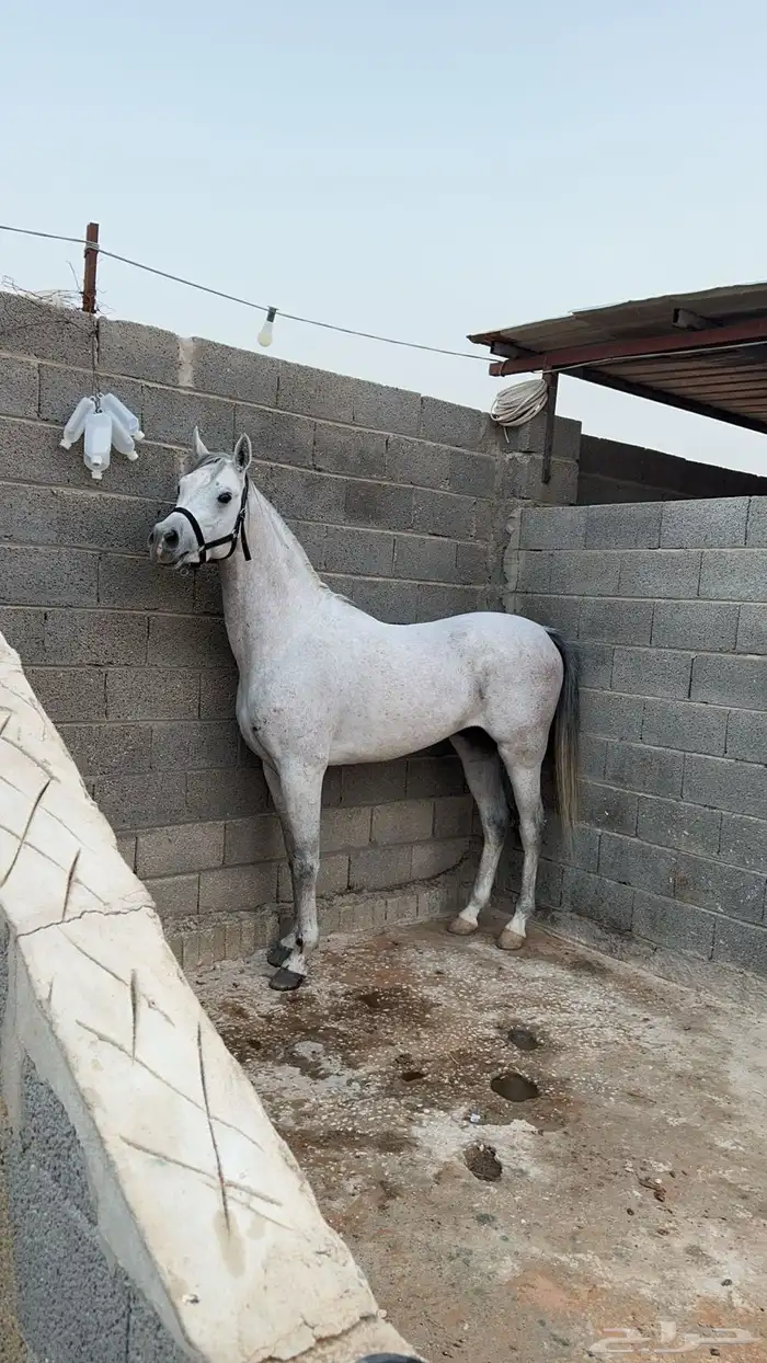 حصان واهو 3