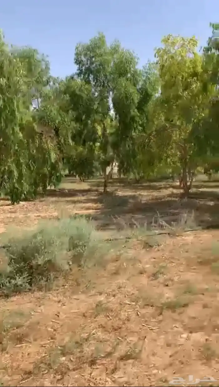 مزرعه مشتل كين واثل امريكي غرب رفحاء 1
