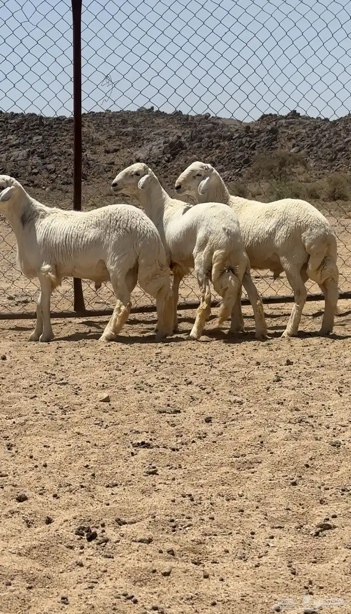 طليان جذعان تم البيع 1