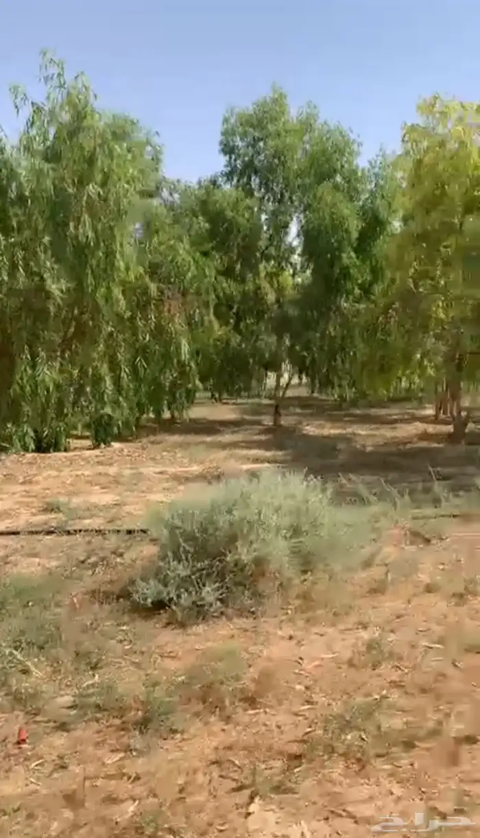 مزرعه مشتل كين واثل امريكي غرب رفحاء 0
