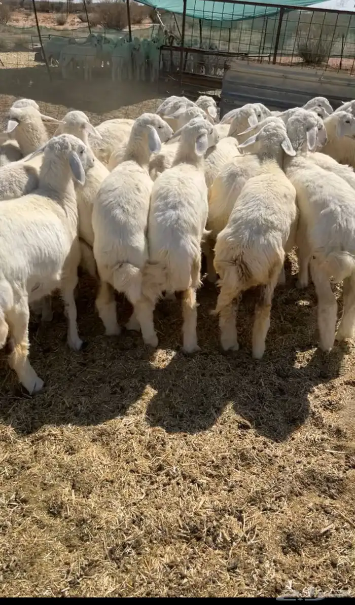 رخال مندي كفو فل شحم 0