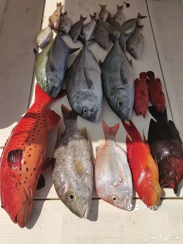 رحلات صيد من افضل أماكن الصيد 8