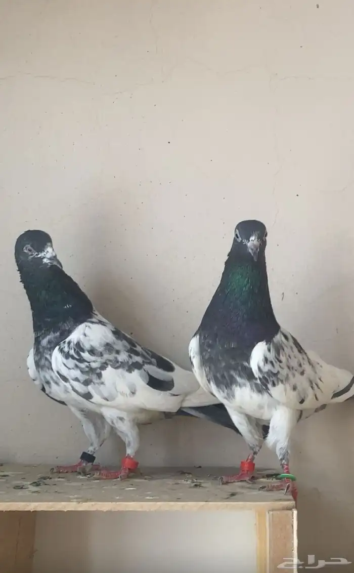 حمام باكستاني 1