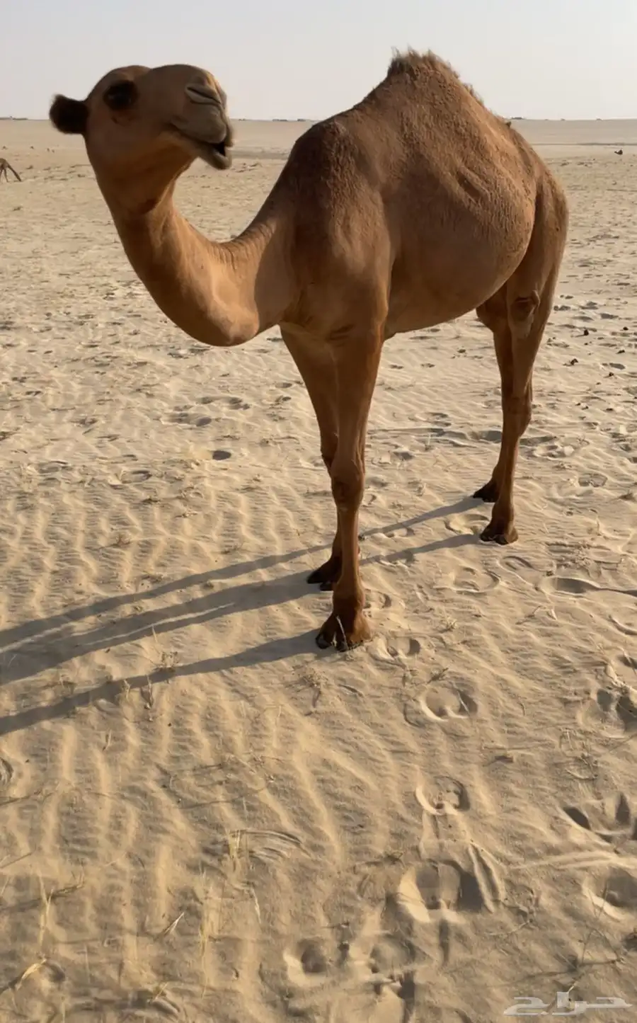 شعلا صفرا بكره 0