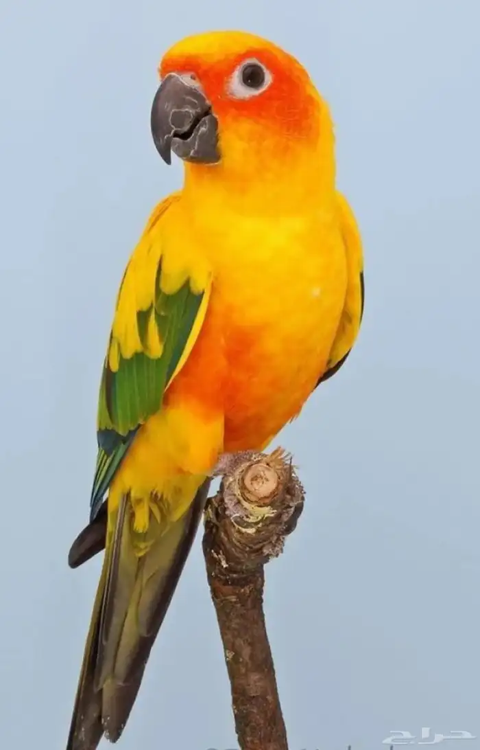 ببغاء صن كنيور منتج 0