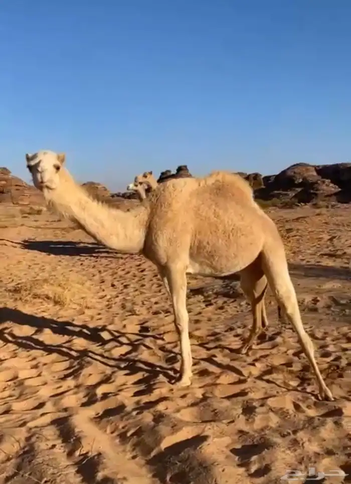 بكره حره صافيه 1