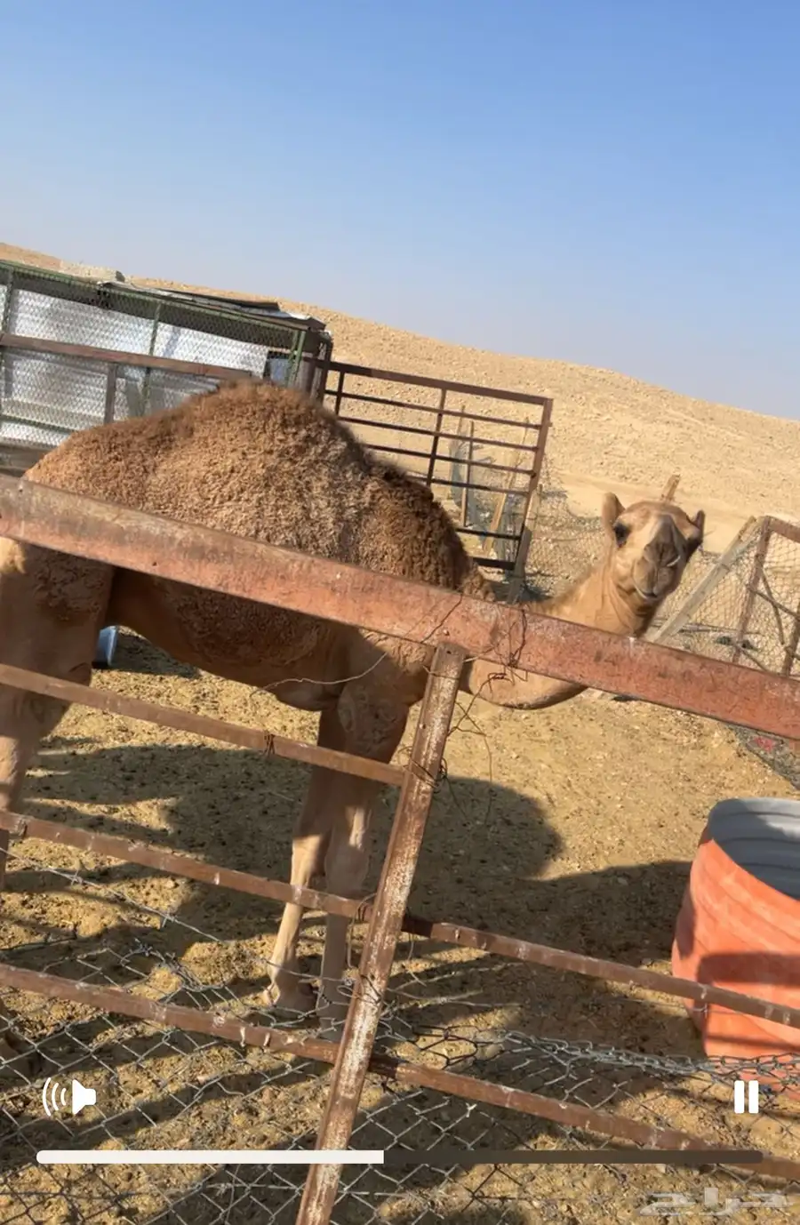 للبيع الناقه خفوت مبيوع ولدها 2