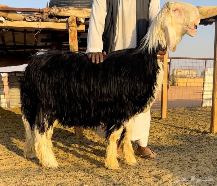 طلي نجدي خصم 0