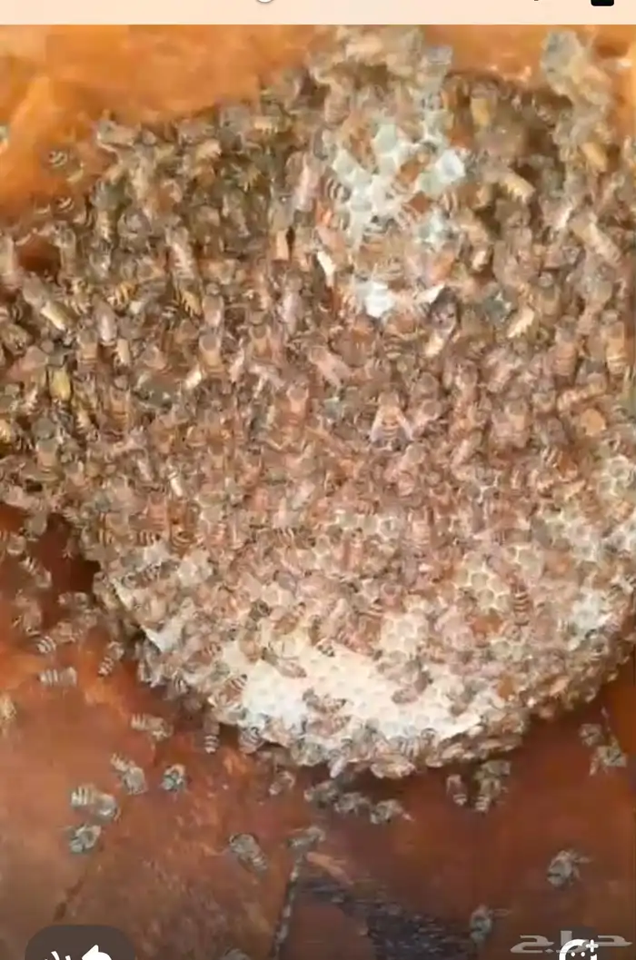 نحل بادي للبيع للتواصل   واتس 7