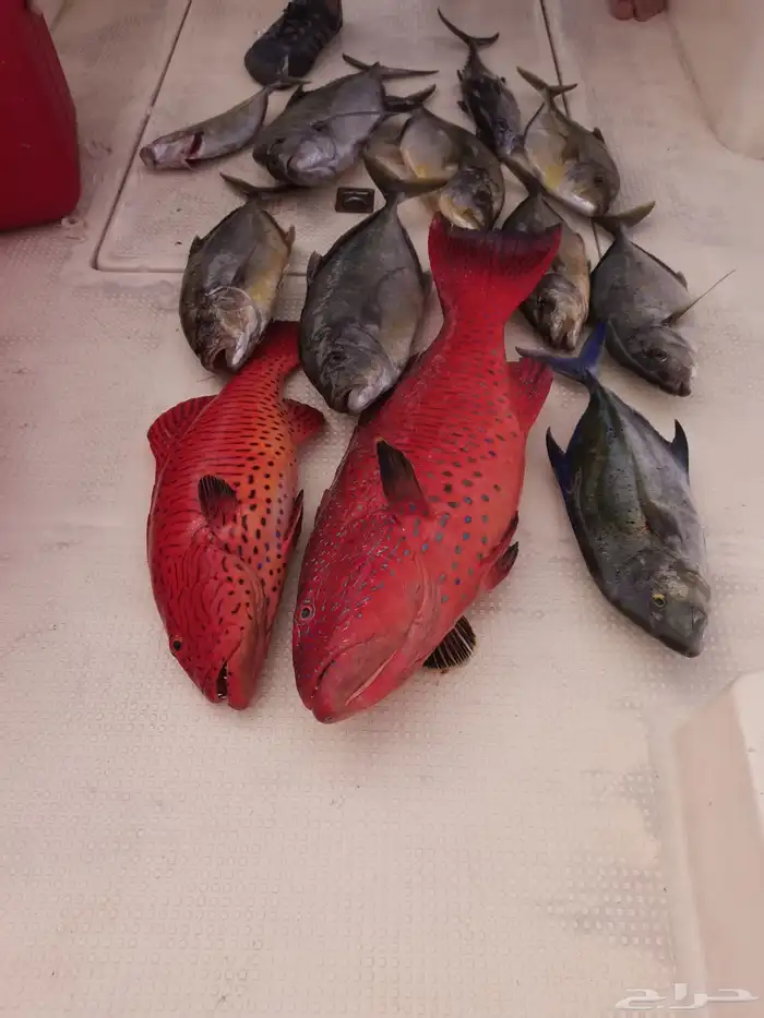 رحلات صيد من افضل أماكن الصيد 3