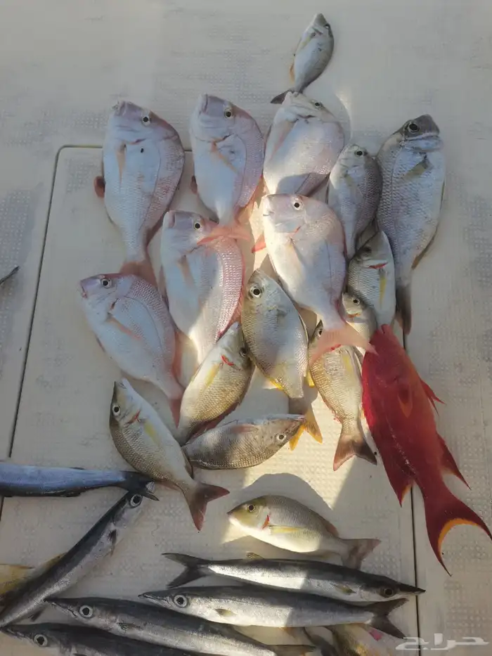 رحلات صيد من افضل أماكن الصيد 5