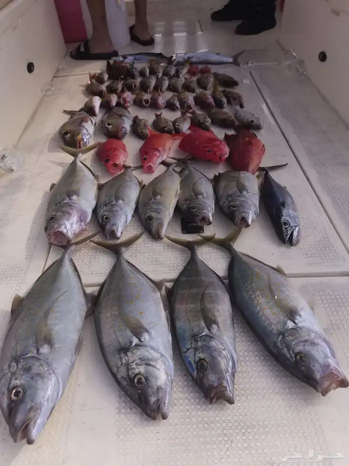 رحلات صيد من افضل أماكن الصيد 1