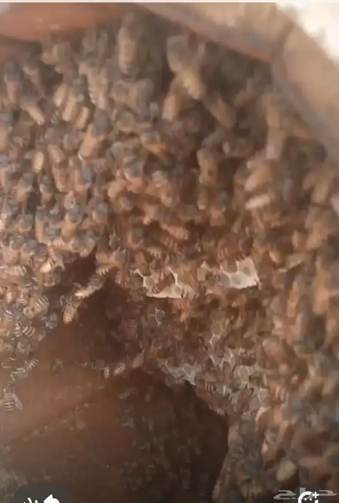 نحل بادي للبيع للتواصل   واتس 8