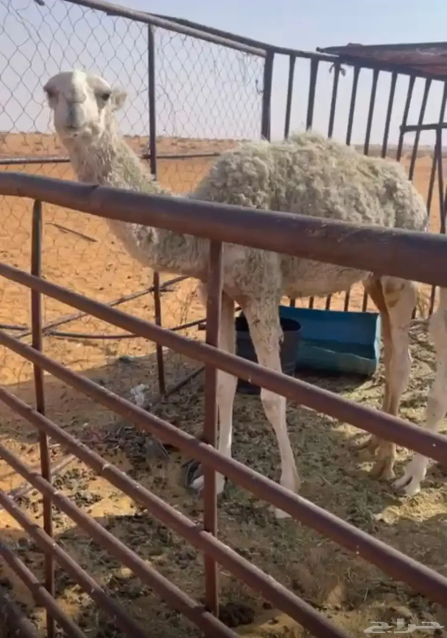 على الحيسوني 0
