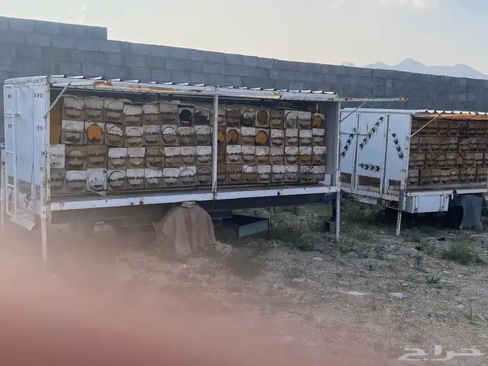 عسير تنومه 0