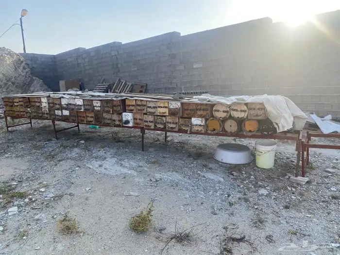 عسير تنومه 1