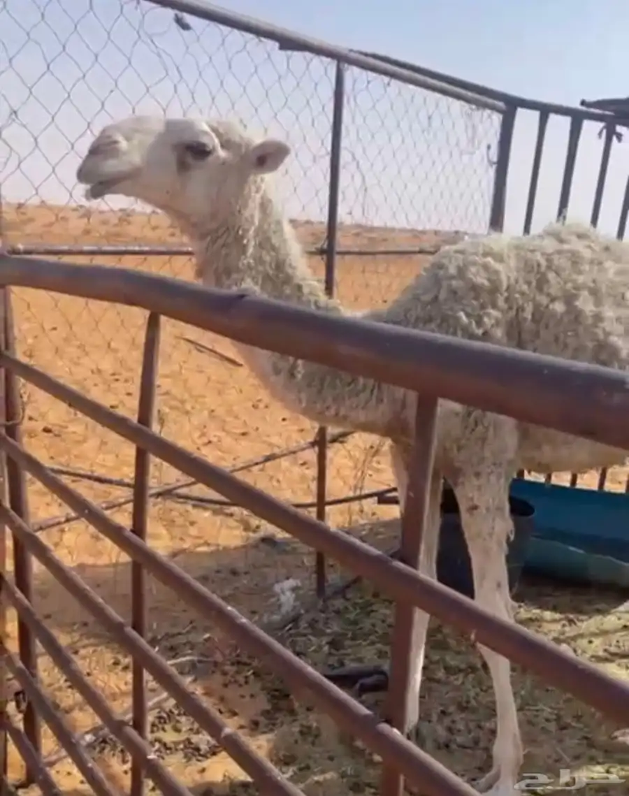 على الحيسوني 1
