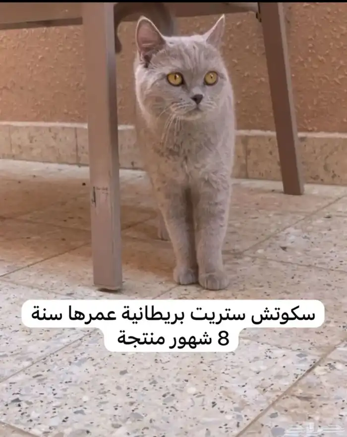 عايلة سكوتش عدد 3 للبيع ب 500 رياال 0