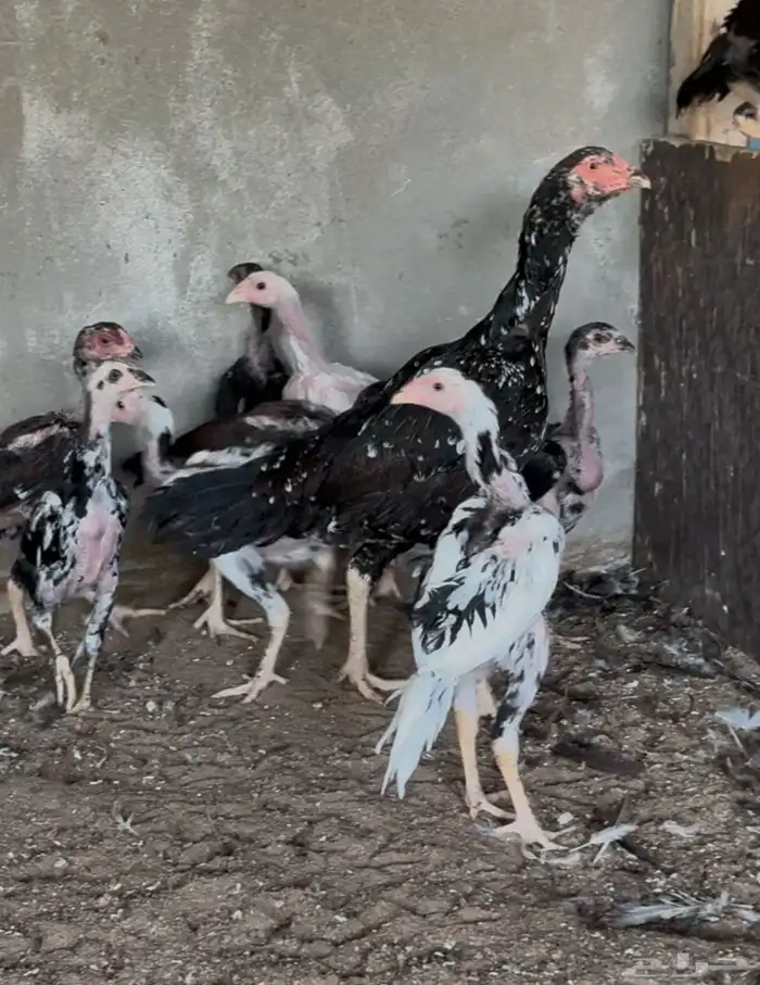 دجاجه سنديه بفروخها 1