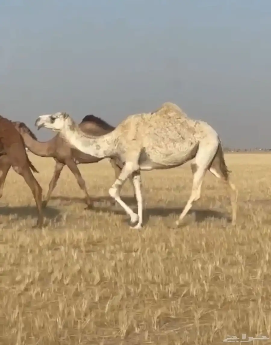 للبيع الناقه خفوت مبيوع ولدها 0