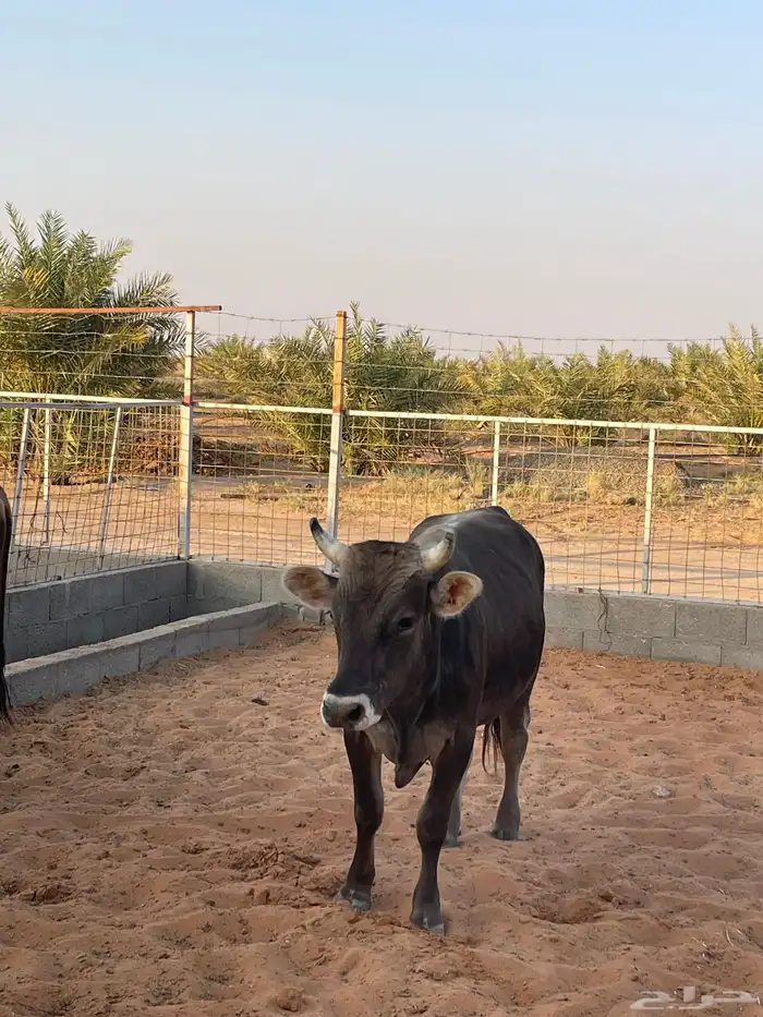 للبيع عجل وعجله ألماني أصلي 5
