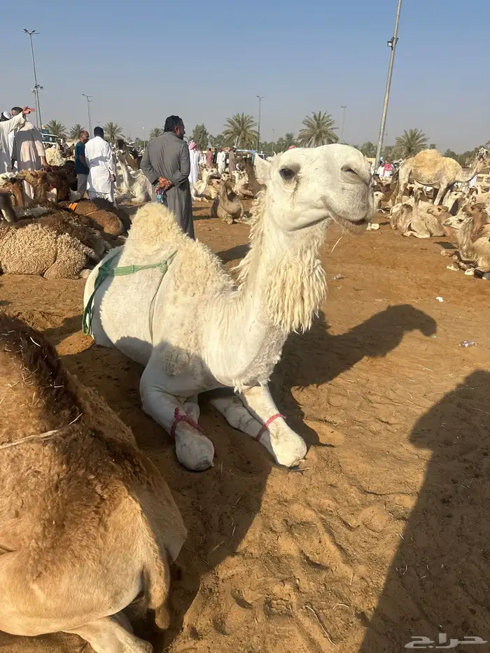 قعود السن لقي وطيب 2