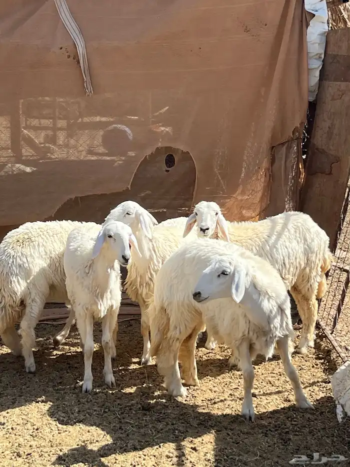 رخال مقنوي 9 شهور 3