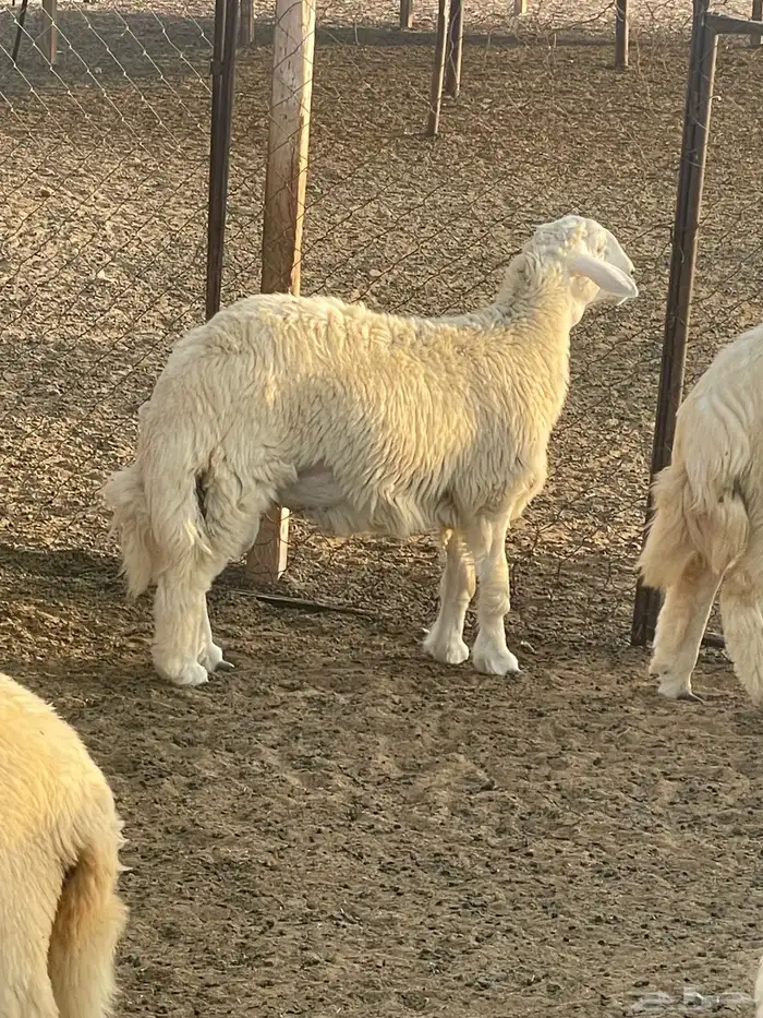 طليان 0