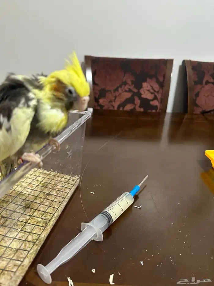 فرخ كروان نهايت غر 2