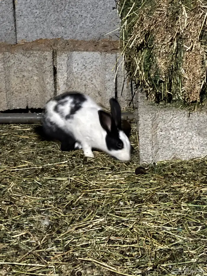 4 حبات ارانب 0