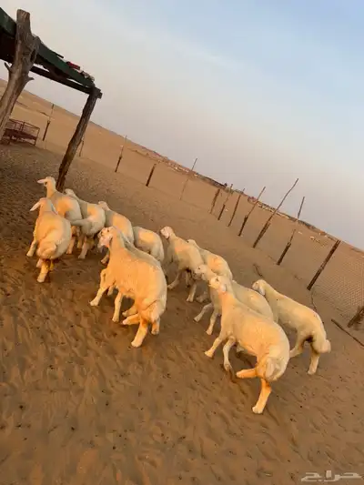 رخال صنف مراح واحد ( تم البيع ) 4