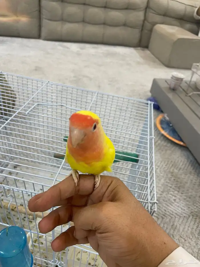 طيور روز للبيع شبه اليفه 0