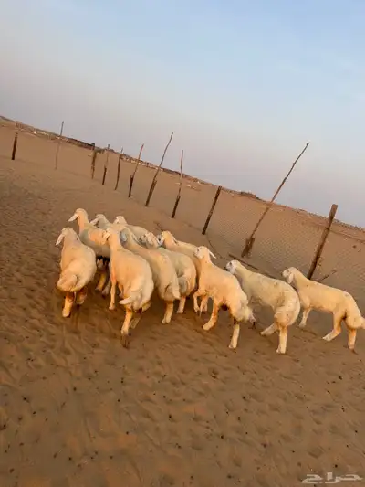 رخال صنف مراح واحد ( تم البيع ) 0