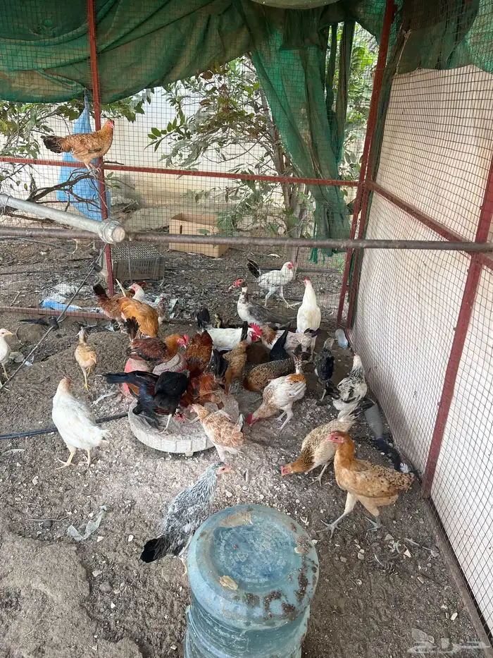 دجاج 0