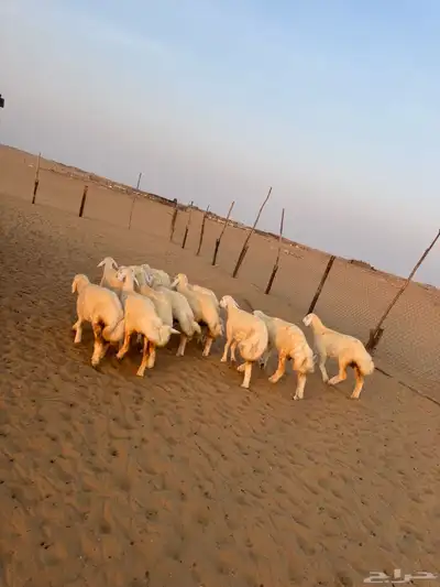 رخال صنف مراح واحد ( تم البيع ) 1