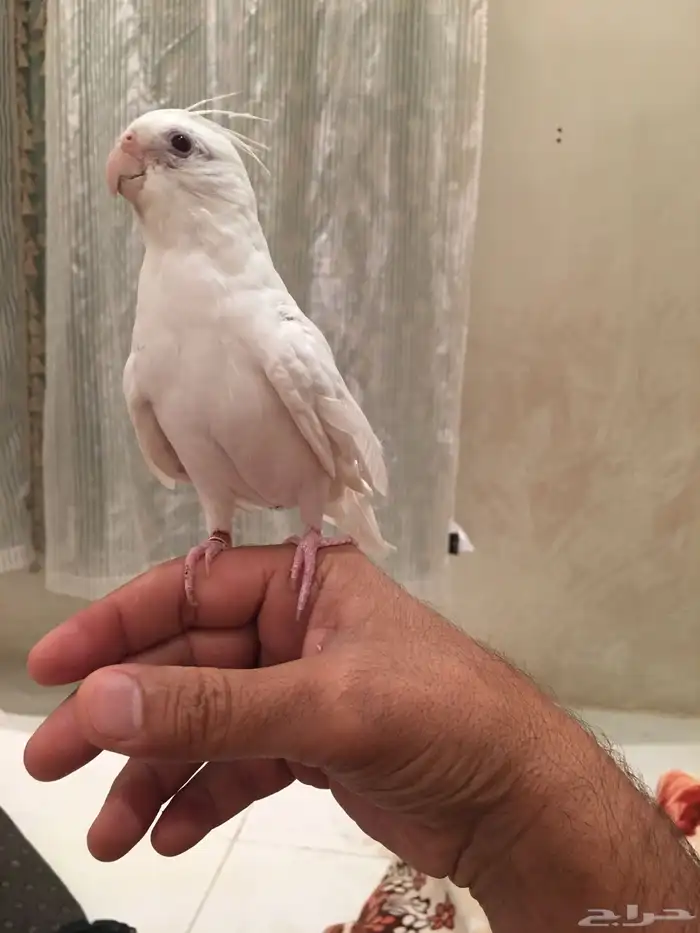 ذكر كروان البينو متكلم 2