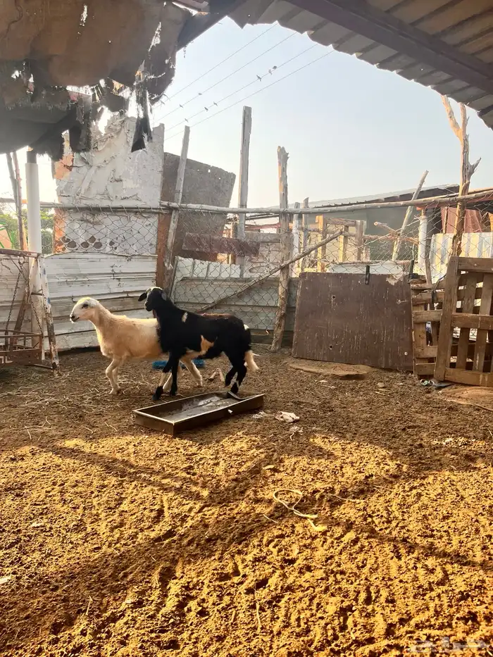 خرفان فران لبيع 3