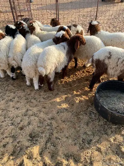 بهم نعيم .. تم البيع 3