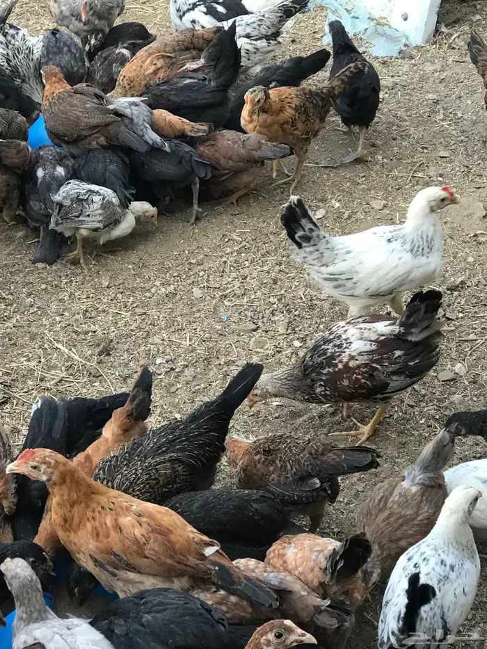 صوص بلدي عمر شهرين 3