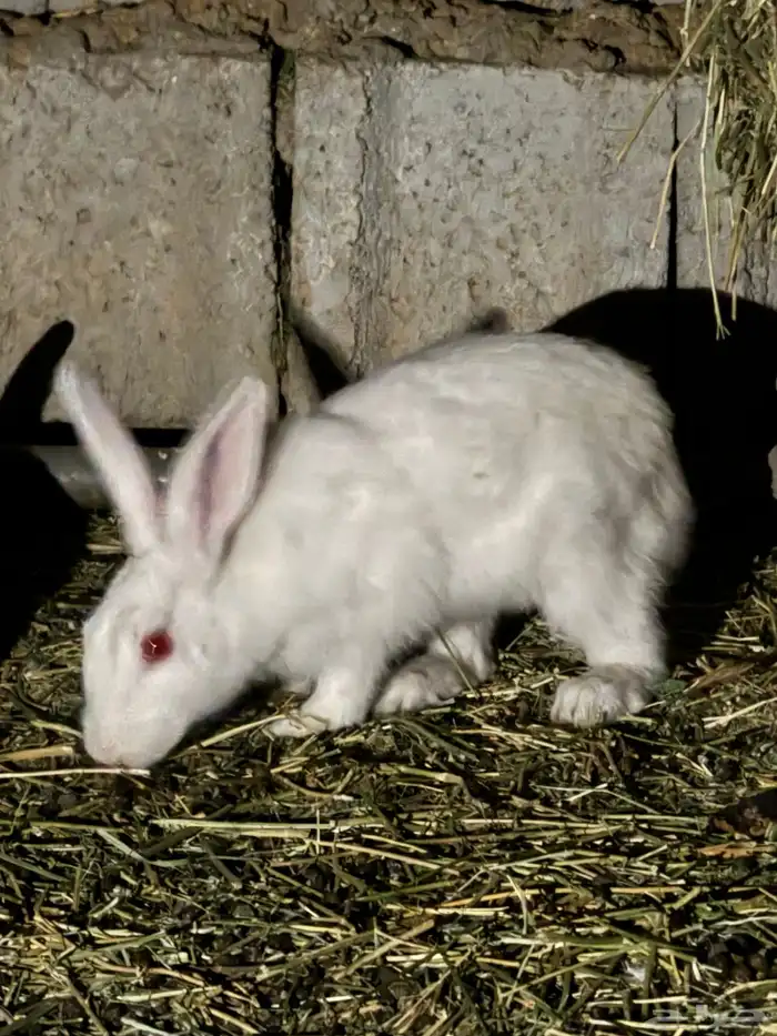 4 حبات ارانب 3